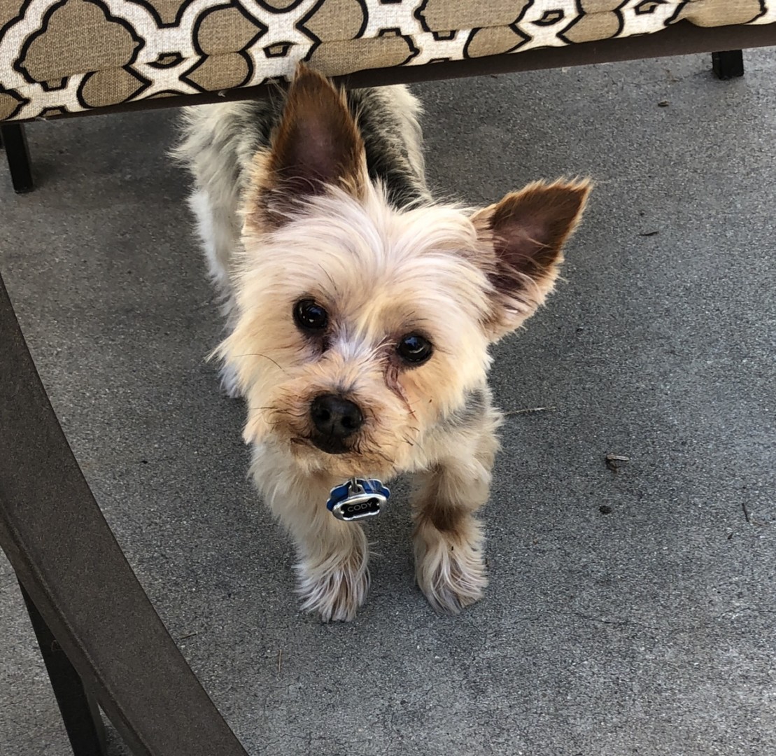 Lost Dog (Rancho Cucamonga, California) Cody