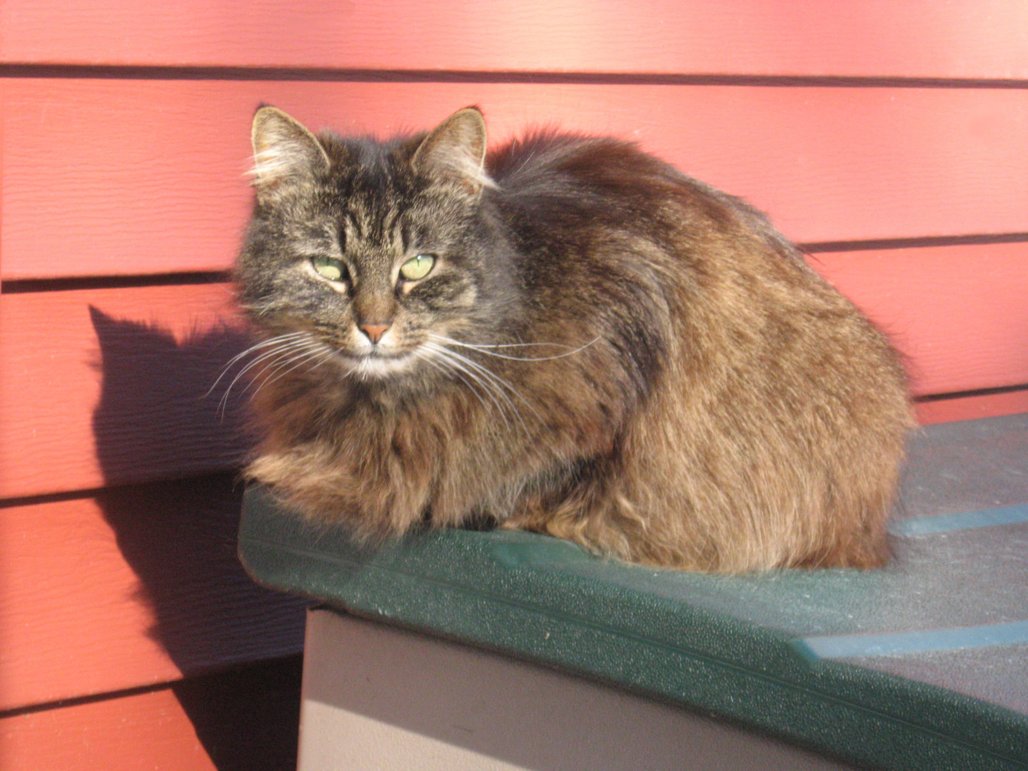 Lost Cat (Brooktondale, New York) Deja