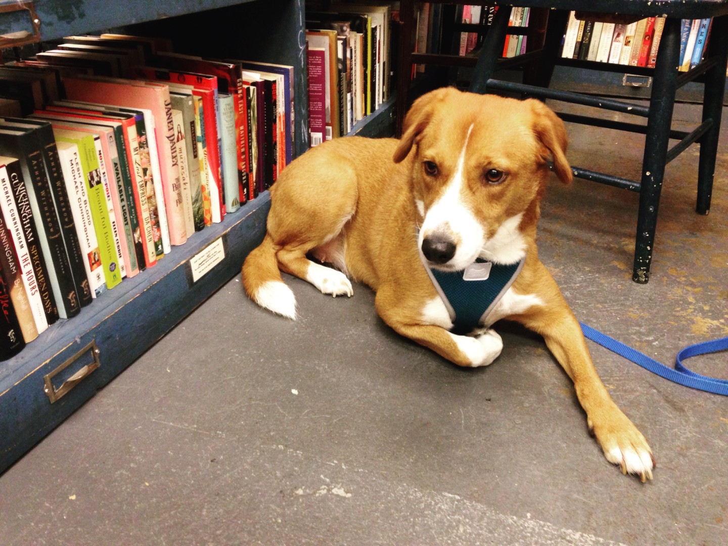 Lost Dog (Fayetteville, Arkansas) Ellie