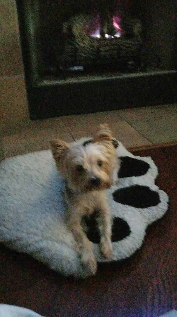 Lost Dog (Olive Branch, Mississippi) Patches