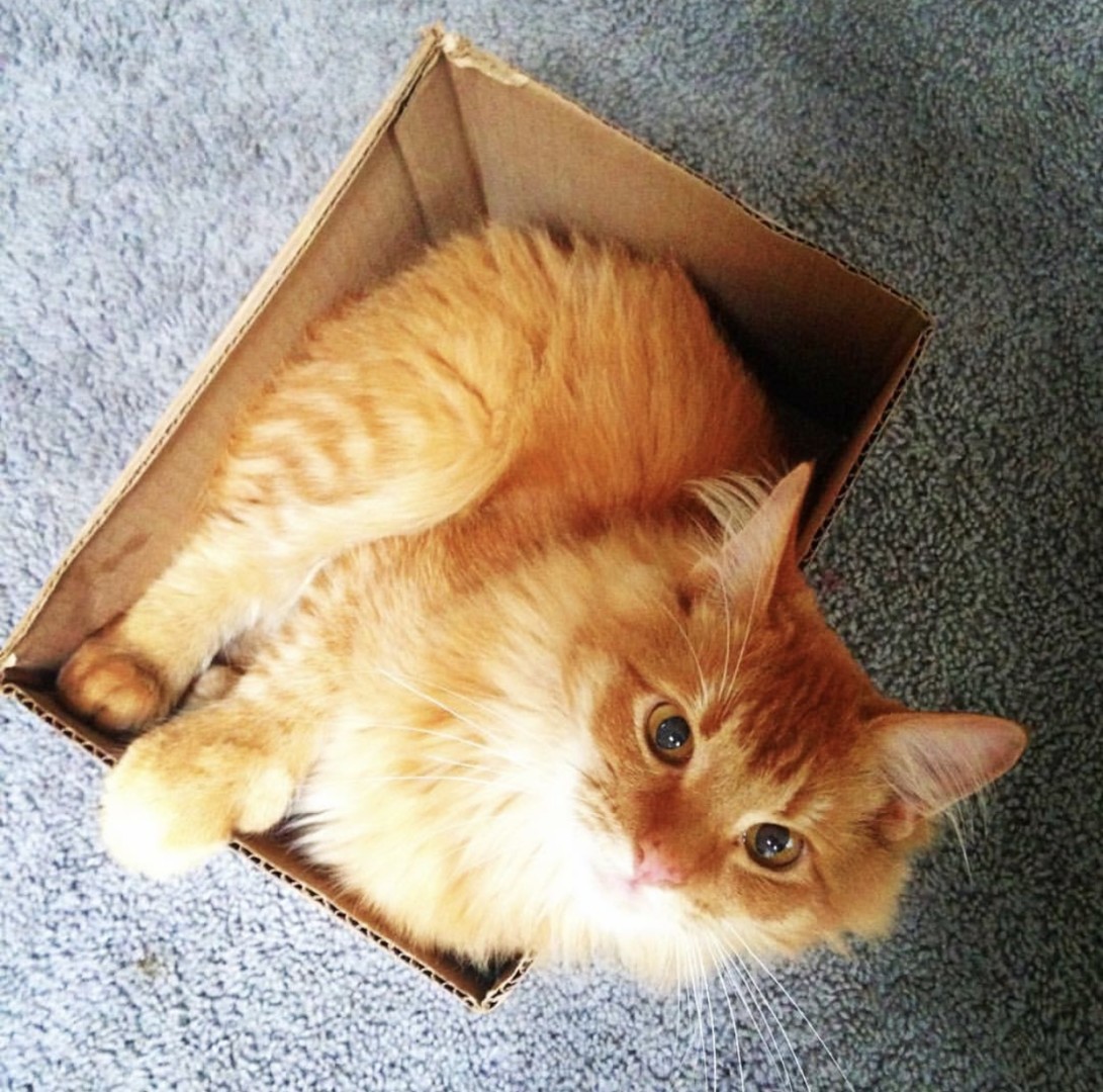 Lost Cat (Salem, Oregon) Walter