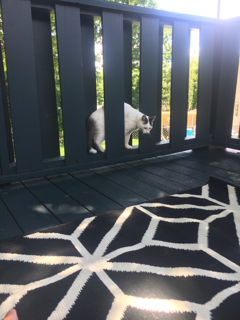 Lost Cat (Youngstown, Ohio) Frosty