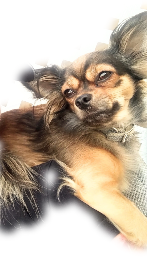 Lost Dog (Yuma, Arizona) Bruno