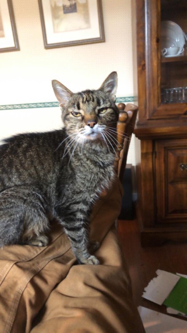 Lost Cat (Hattiesburg, Mississippi) Miss Kitty