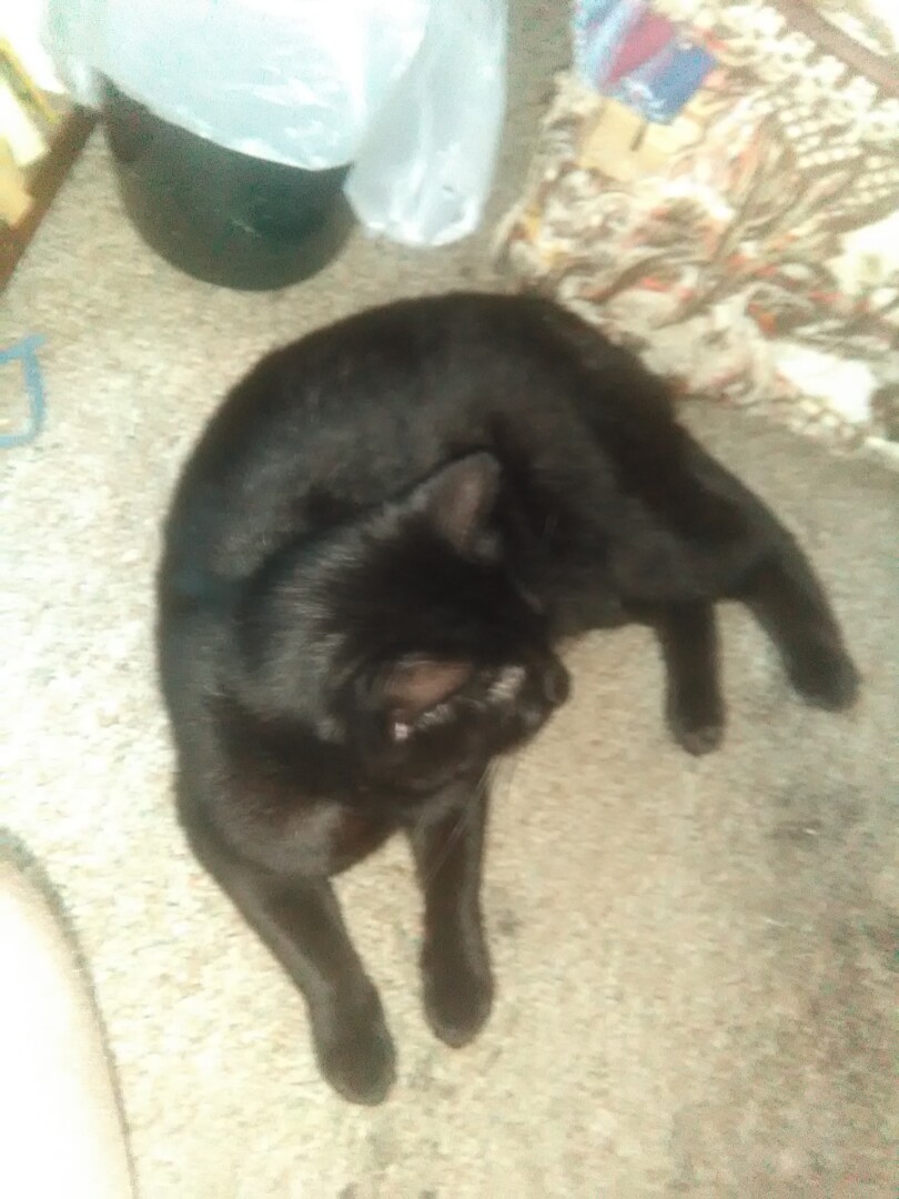 Lost Cat (Kalamazoo, Michigan) Noodle Butt