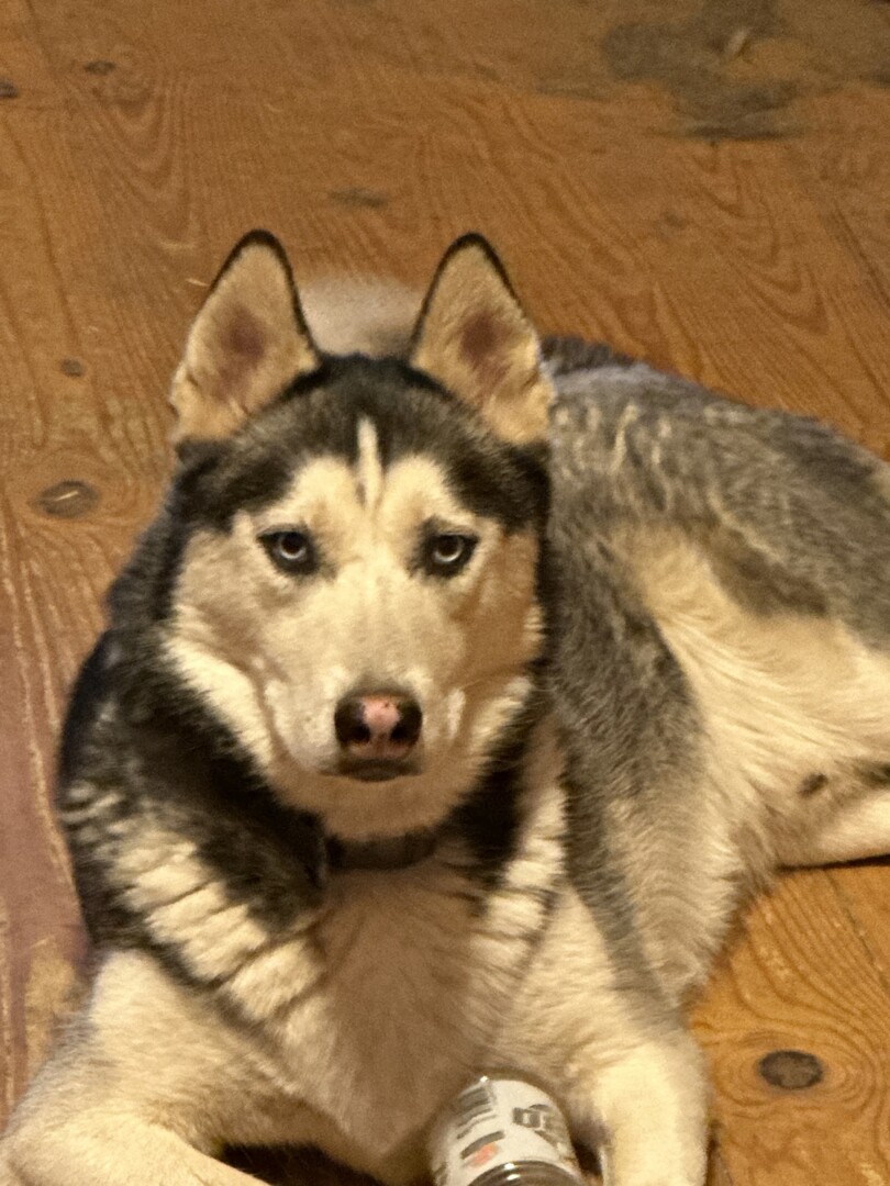 Lost Dog (Blairsville, Stryker