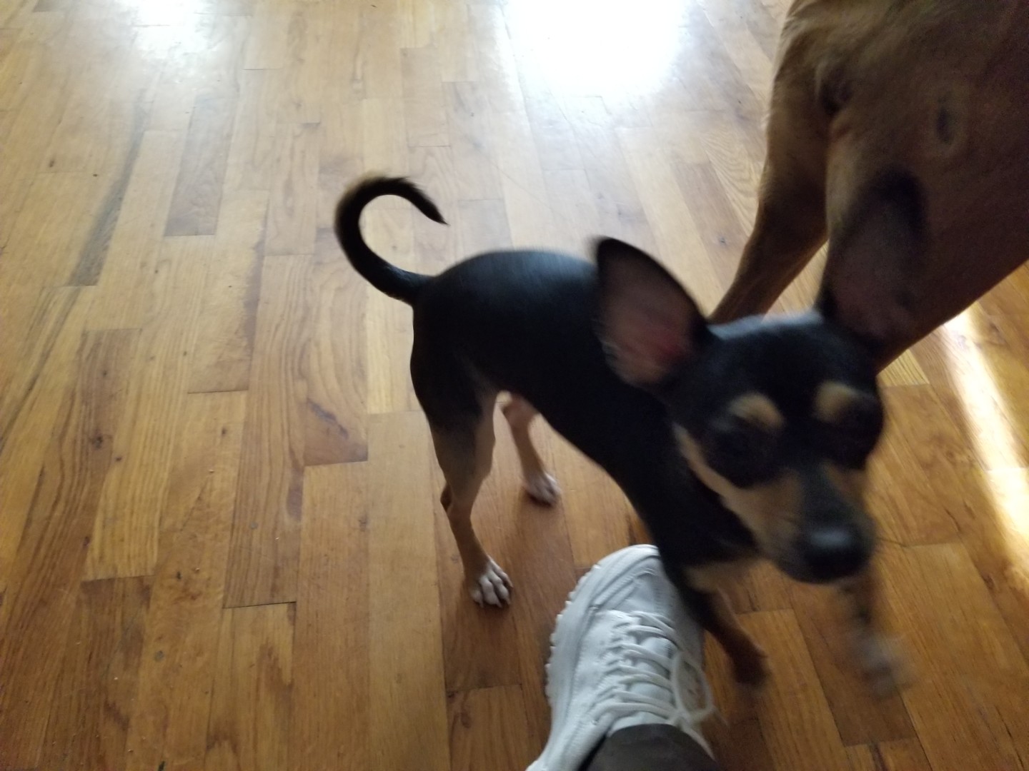 Lost Dog (Eagle Point, Oregon) Skippy