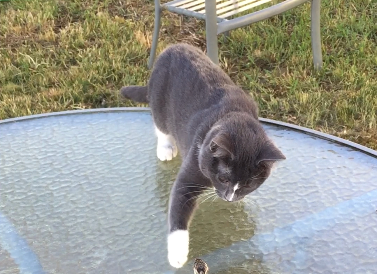 Lost Cat (Spokane, Washington) Precious