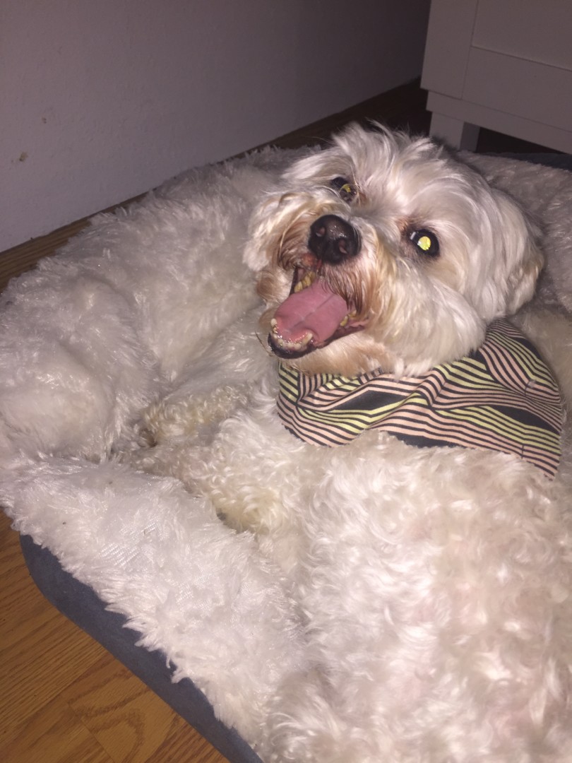 Lost Dog (Vancouver, Washington) Toby