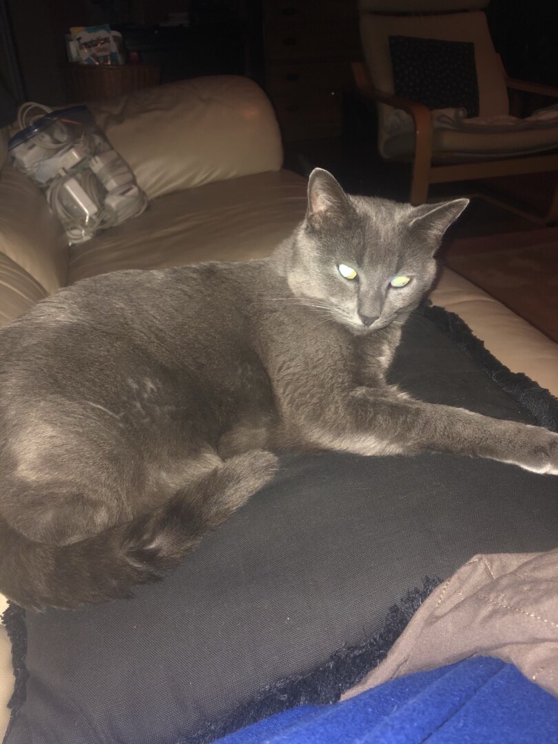 Lost Cat (Anchorage, Alaska) Chatter