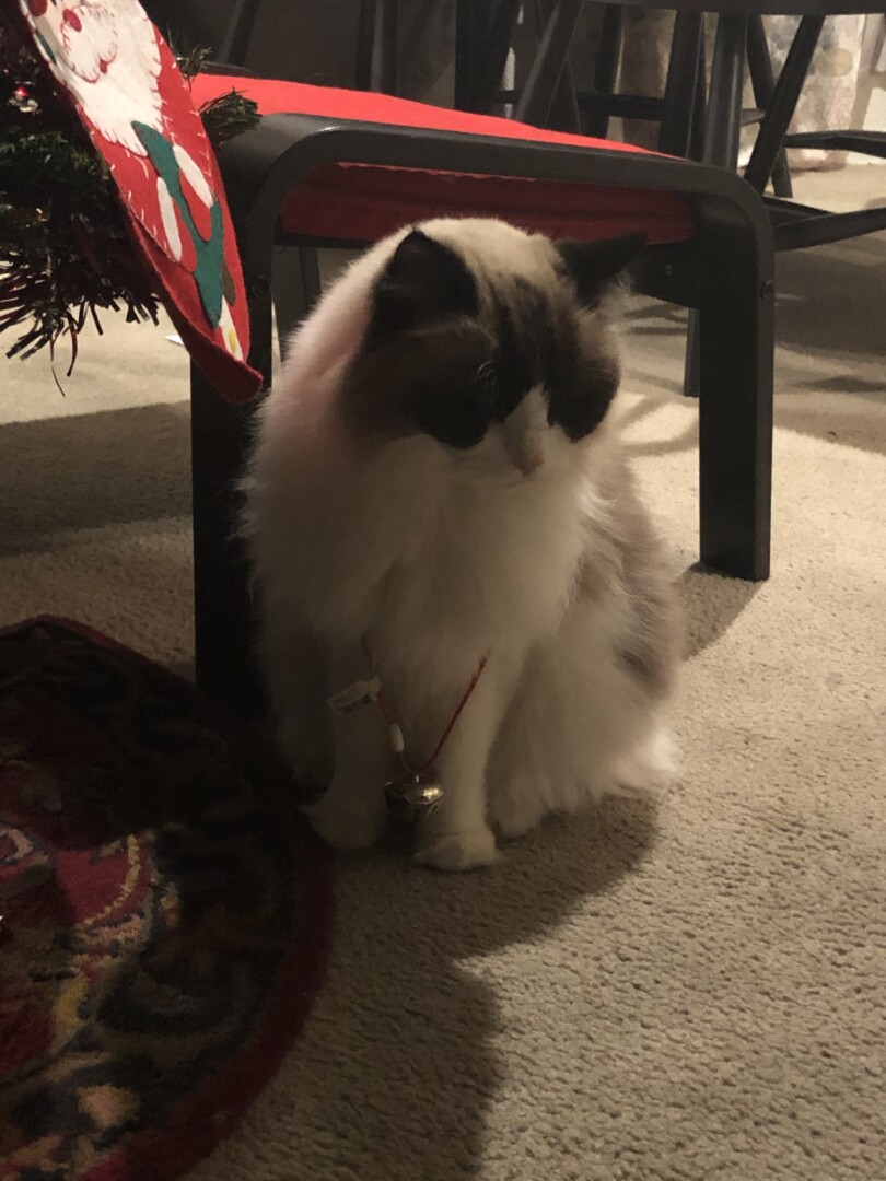 Lost Cat (Scottsdale, Arizona) Snowy