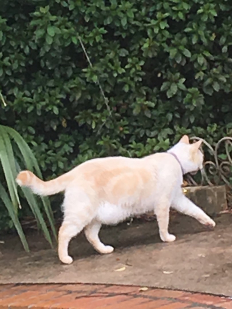 Lost Cat (Baton Rouge, Louisiana) Brulee