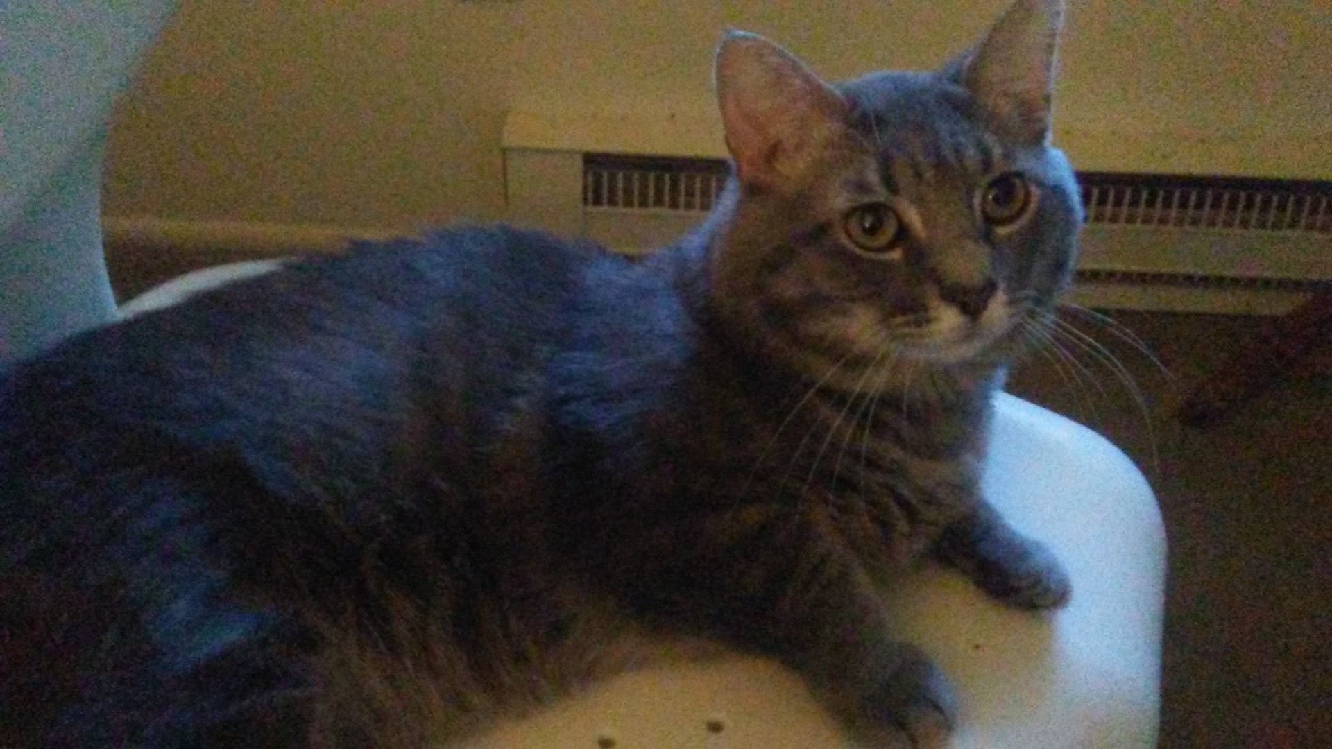 Lost Cat (Findlay, Ohio) Shy