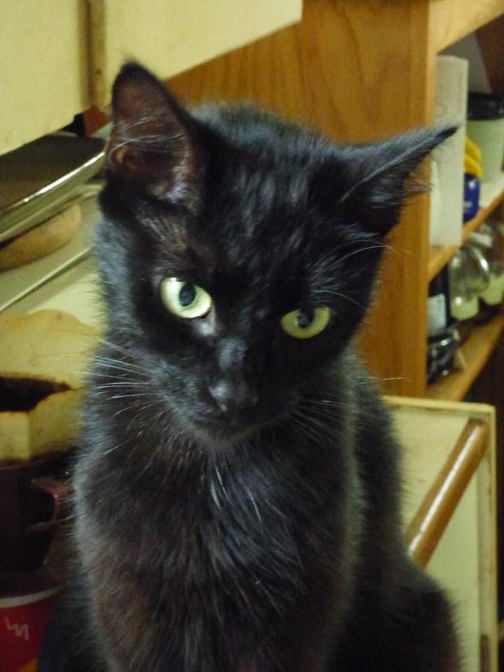 Lost Cat (Eugene, Oregon) Luna