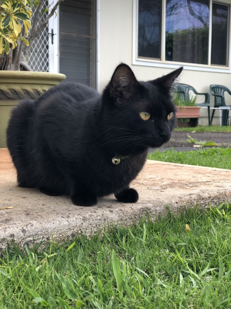 Lost Cat (Kailua, Hawaii) Lulu