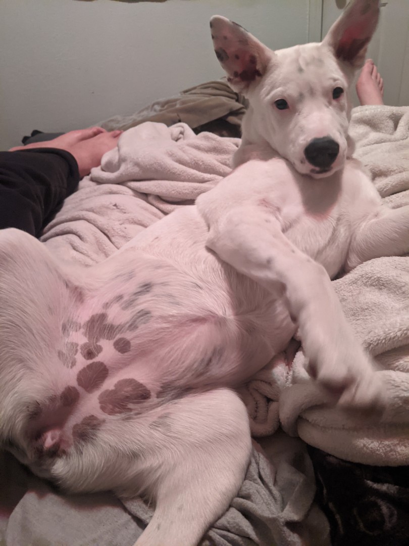 Lost Dog (Culver, Oregon) Cholula