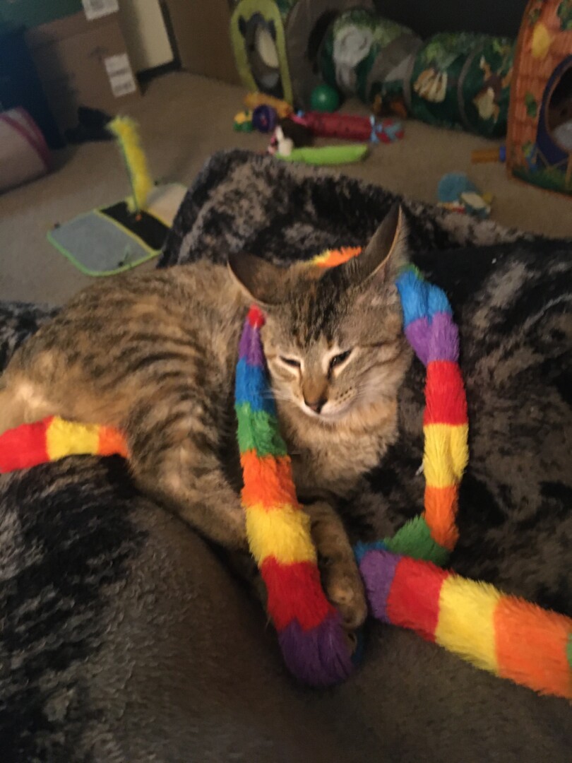 Lost Cat (Joplin, Missouri) Mira