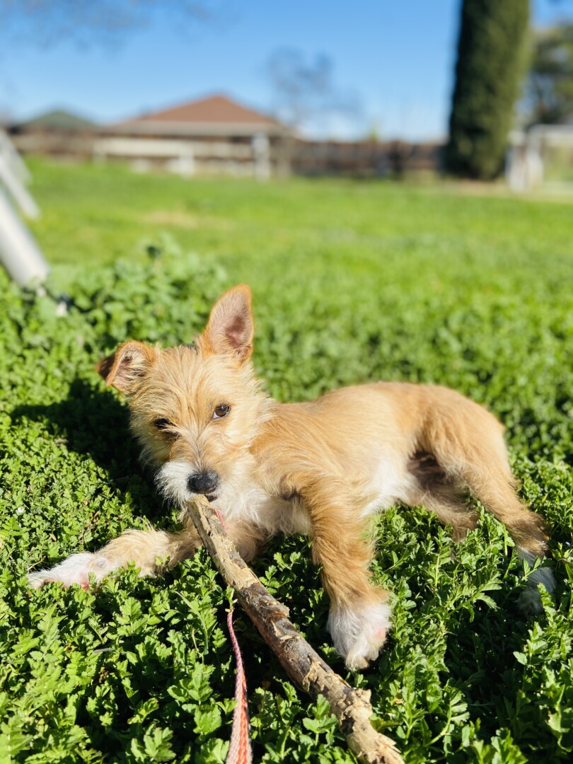 Lost Dog (Corning, California) Lilly