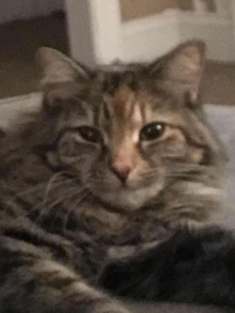 Lost Cat (Valdosta, Thea