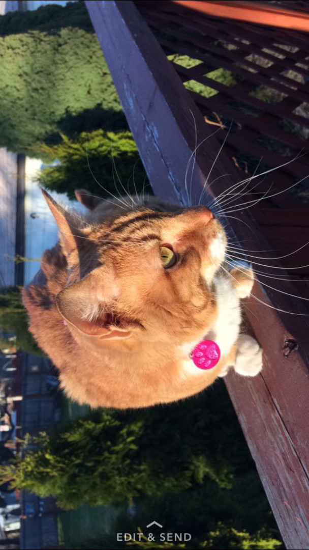 Lost Cat (Spokane, Washington) Nala