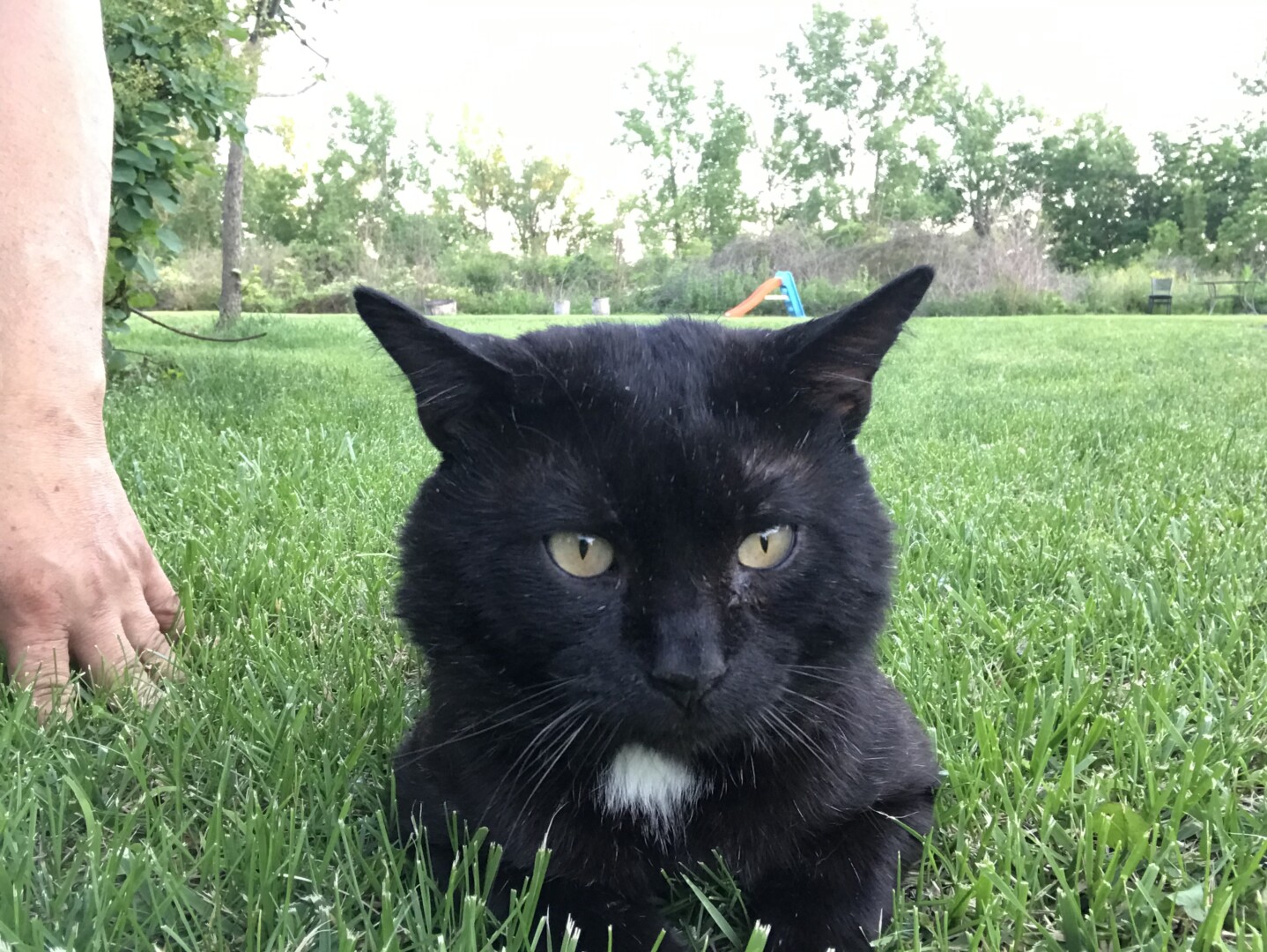 Lost Cat (Hilliard, Ohio) Busbus