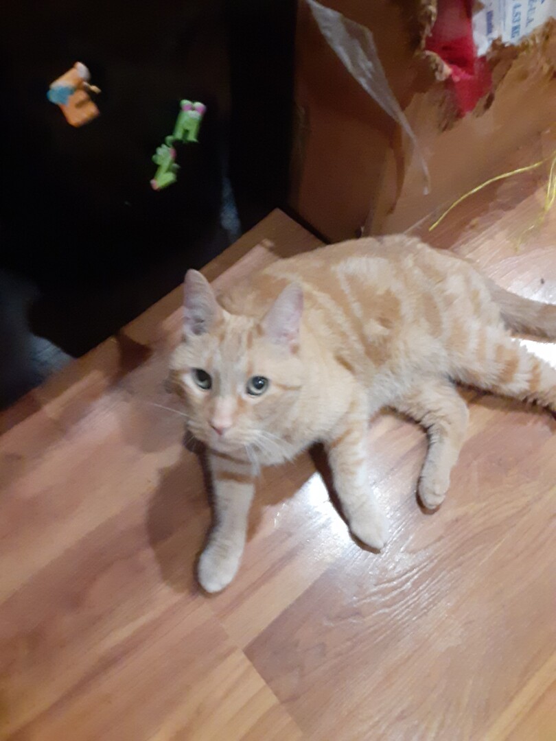 Lost Cat (La Crosse, Wisconsin) Tiger