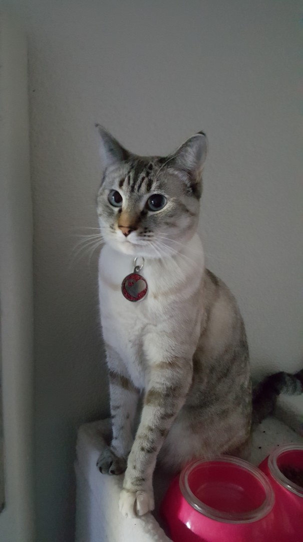 Lost Cat Roseville California Khaleesi