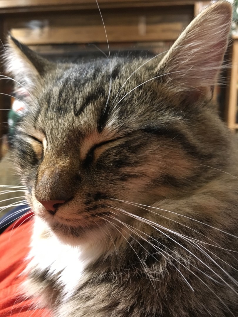 Lost Cat (Gastonia, North Carolina) Molly