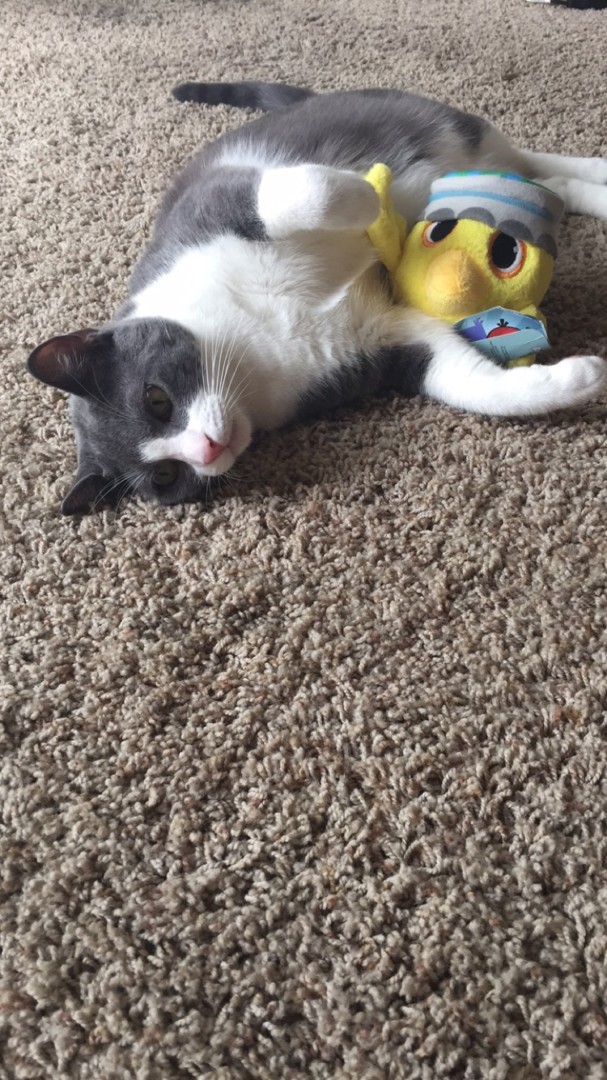 Lost Cat (Eugene, Oregon) Leo