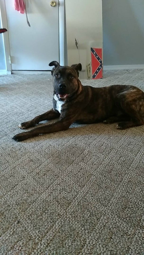Lost Dog (Roanoke, Virginia) Rebel