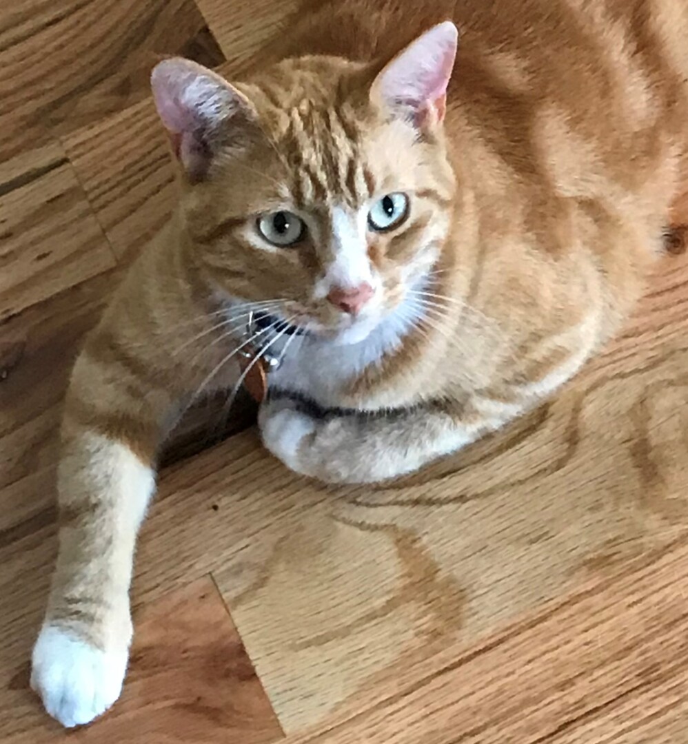 Lost Cat (Medford, Oregon) Cooper