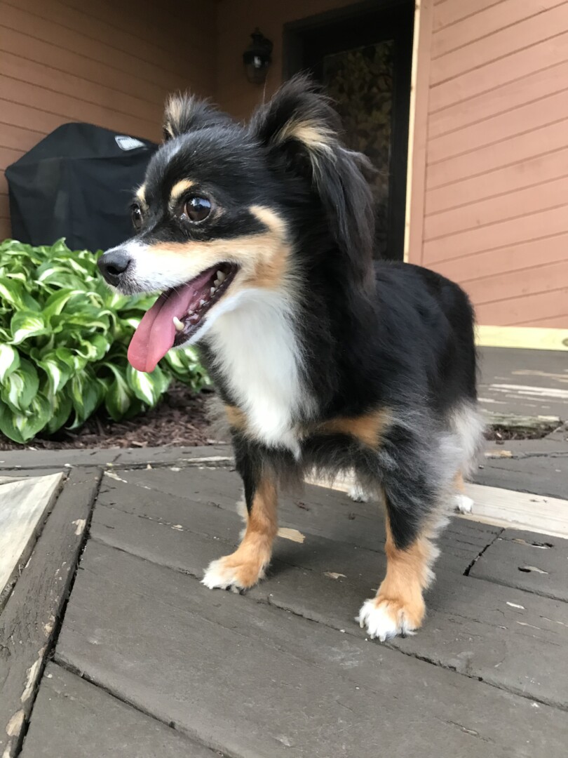 Lost Dog (Sturgis, Michigan) Ella