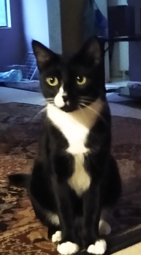 Lost Cat (Zephyrhills, Florida) Booper Kitty