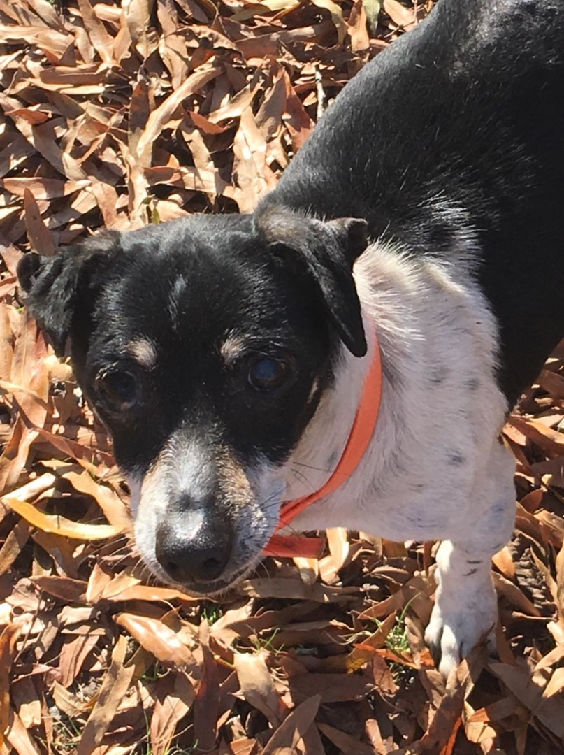 Lost Dog (Bryant, Arkansas) Oreo