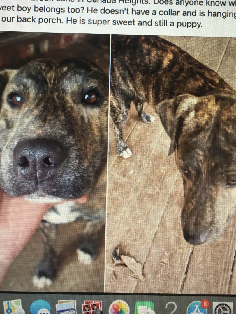 Lost Dog (Vestavia Hills, Alabama) Waffles