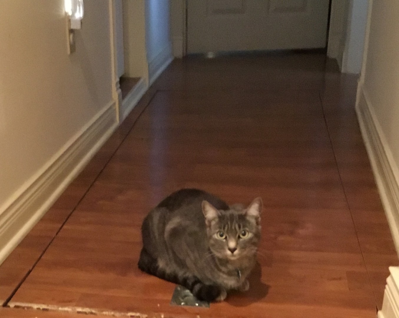 Lost Cat (Spokane, Washington) Molly