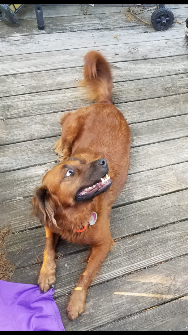 Lost Dog (Winfield, West Virginia) Lady