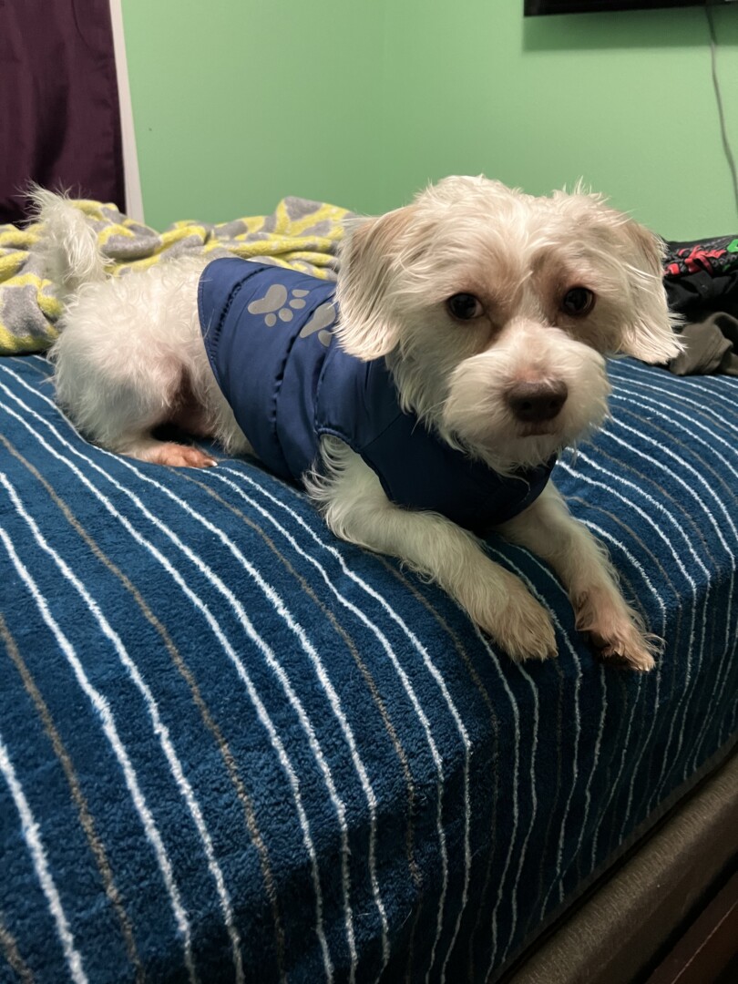 Lost Dog (Little Rock, Arkansas) Toby