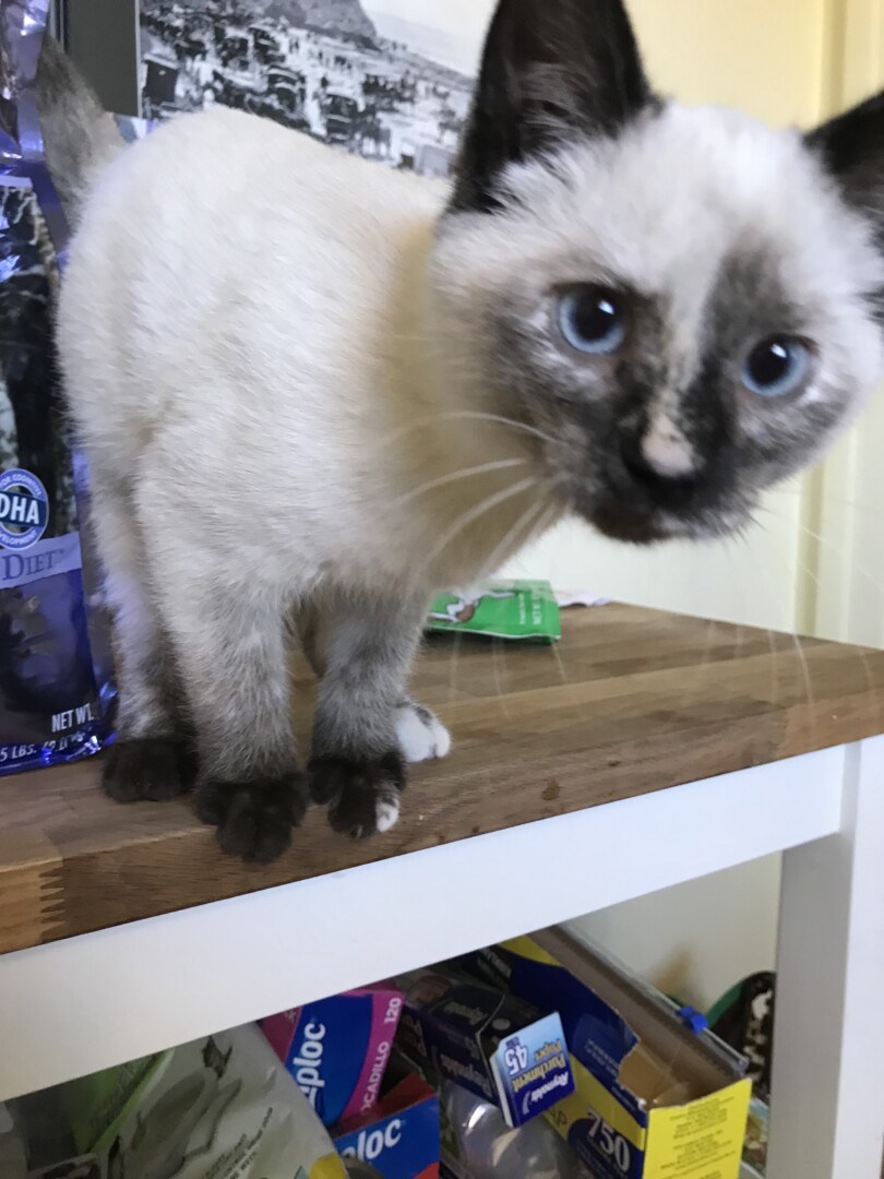 Lost Cat (San Diego, California) Valentine