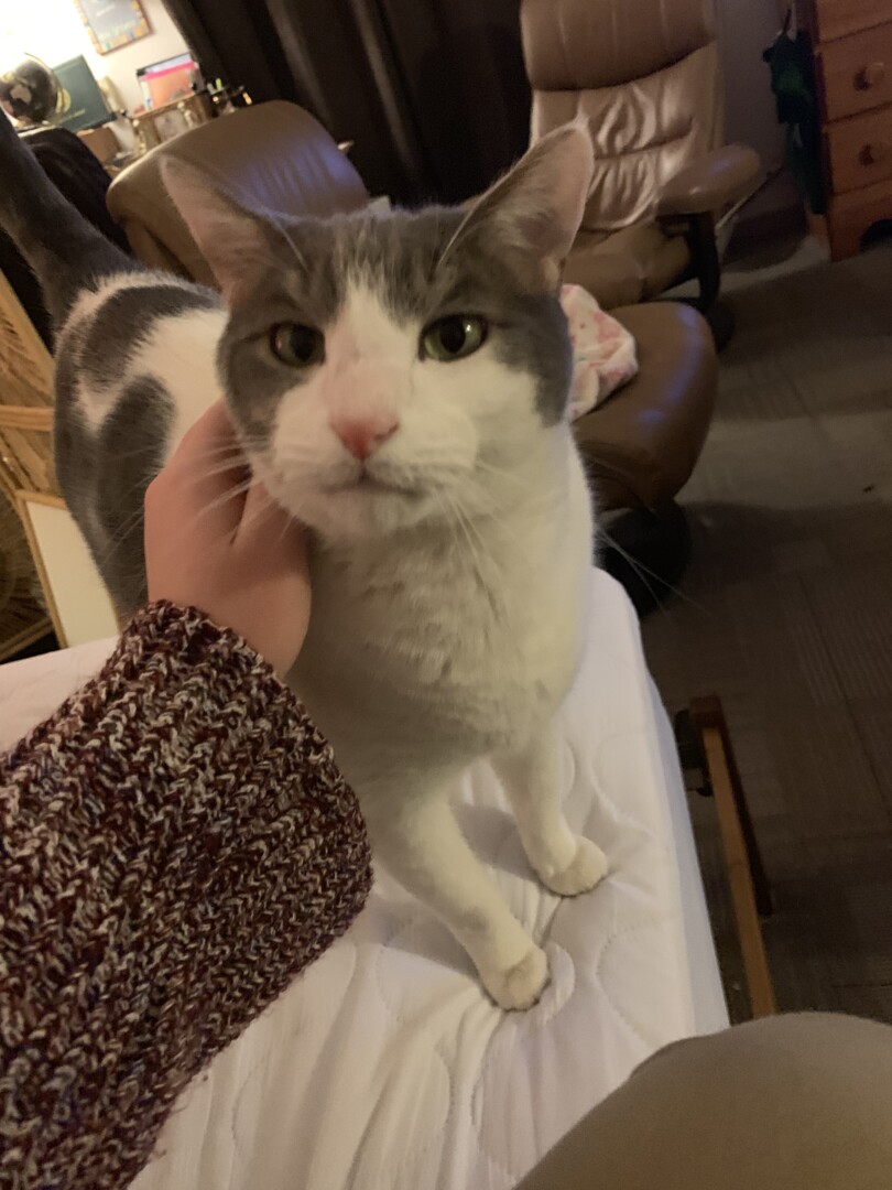 Lost Cat (Eugene, Oregon) Benji