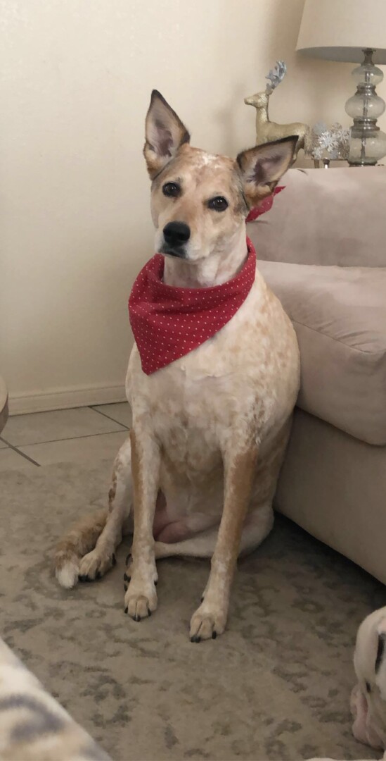 Lost Dog (Las Cruces, New Mexico) Mila