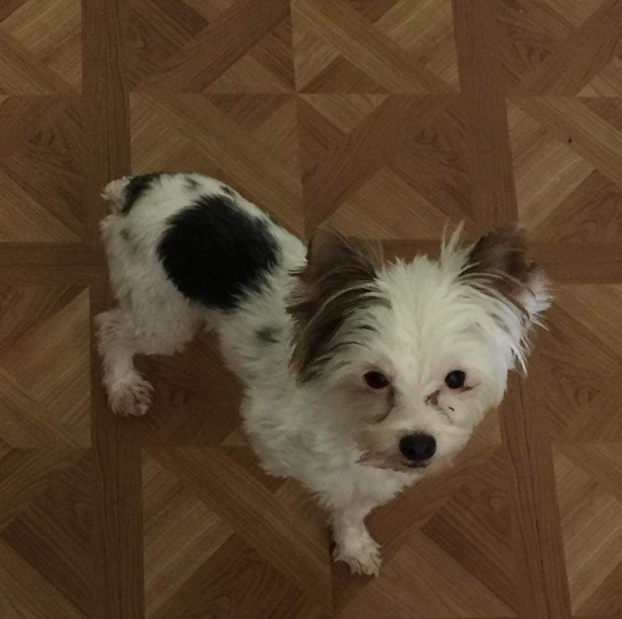 Lost Dog (Bucyrus, Ohio) Piper