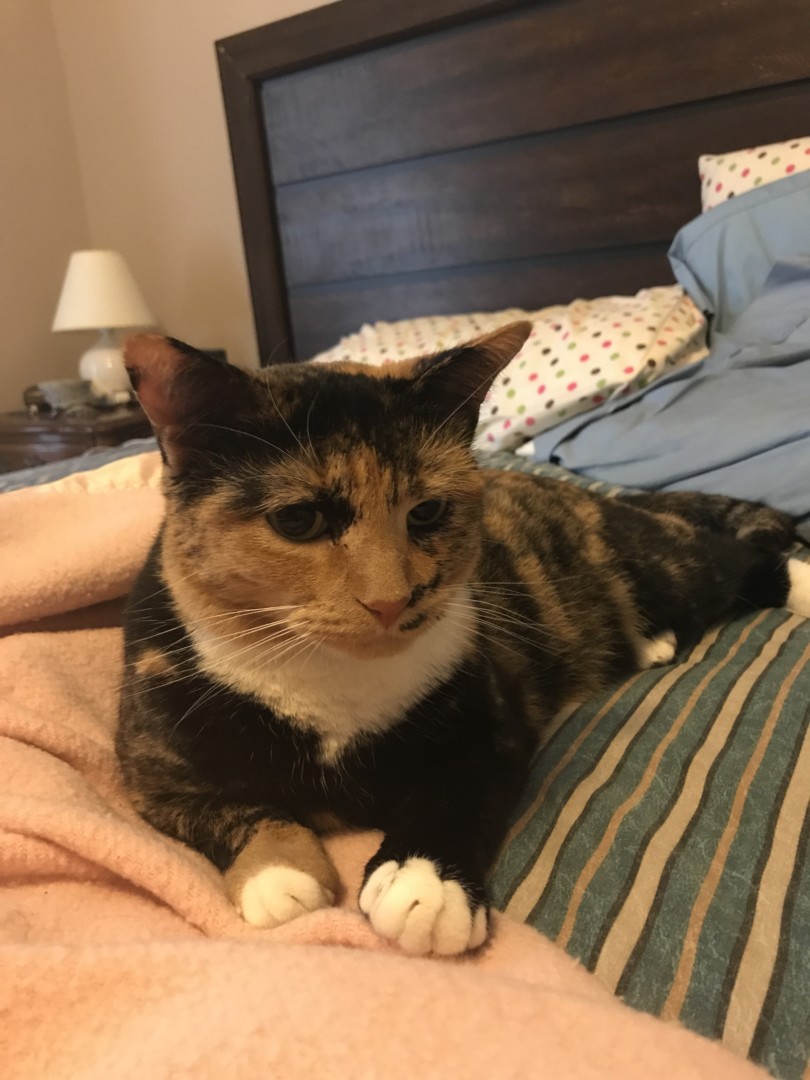Lost Cat (Greensboro, North Carolina) Marmalade