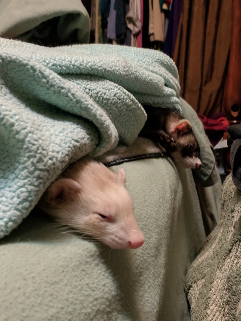 Lost Ferret (Raleigh, North Carolina) May