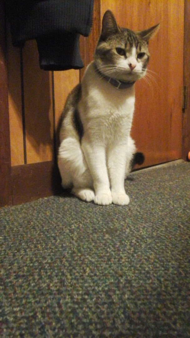 Lost Cat (San Antonio, Texas) Kitty