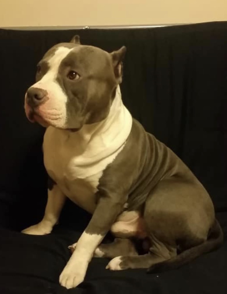 american bully grey