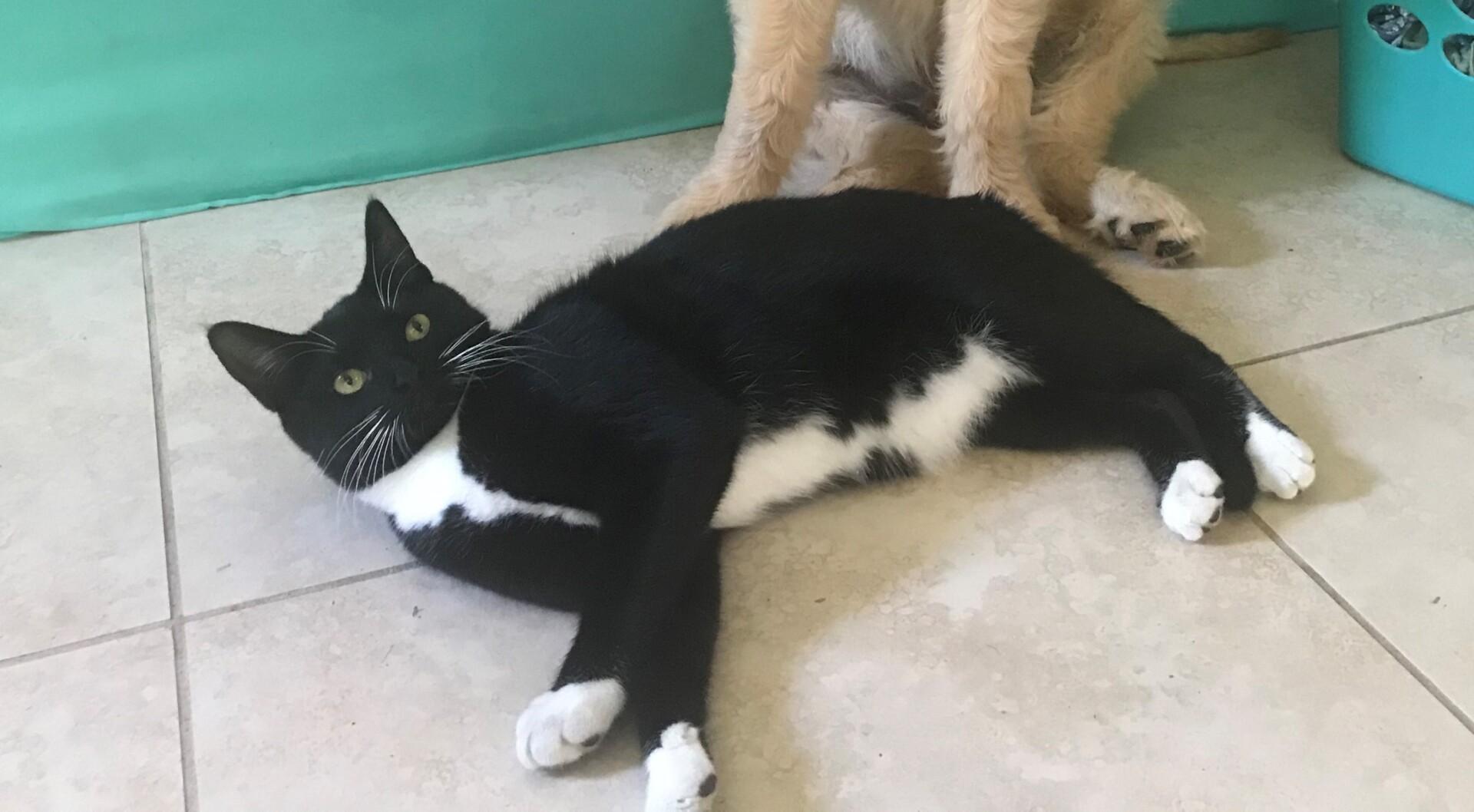 Lost Cat (Cape Coral, Florida) Brad