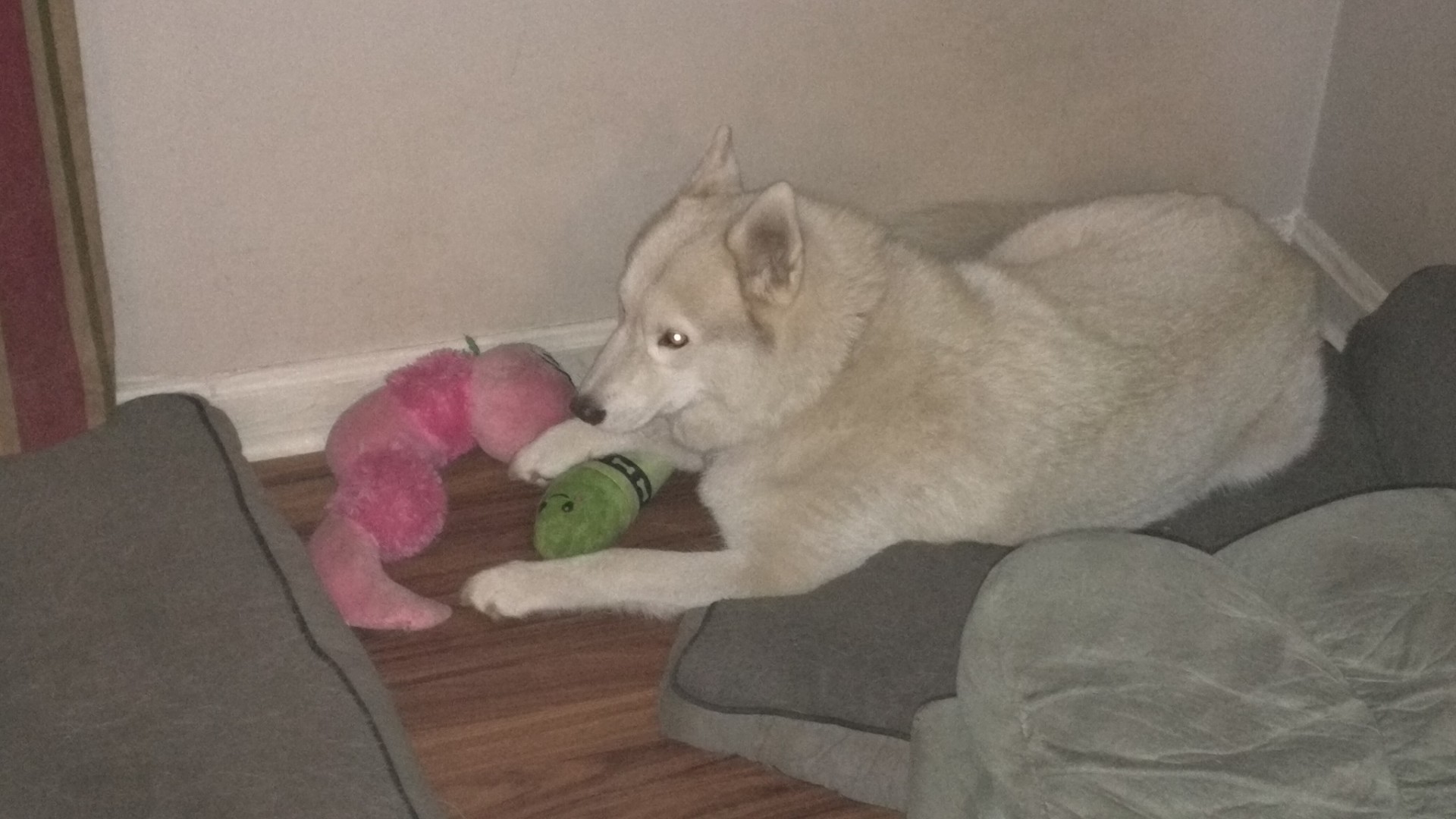 Lost Dog (Syracuse, New York) Asha