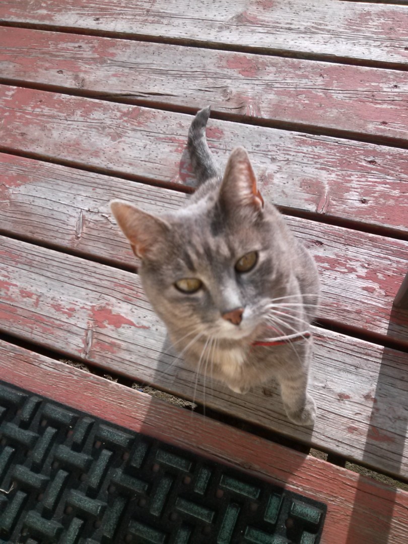 Lost Cat (Kalispell, Montana) Jade