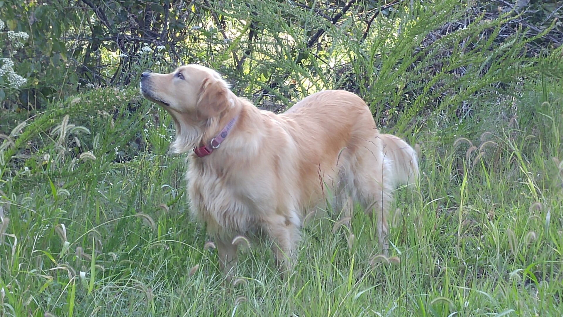 Lost Dog (Branson West, Missouri) Abby